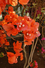 オレンジ色のブーゲンビレア