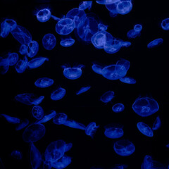 Glowing blue jellyfish floating in dark water
