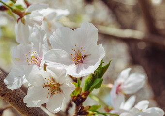 Fototapeta premium ソメイヨシノ桜5ー30