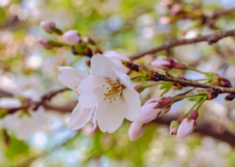 ソメイヨシノ桜5ー26