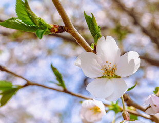 ソメイヨシノ桜5ー32