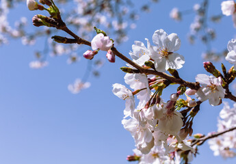ソメイヨシノ桜5ー21