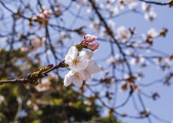 ソメイヨシノ桜5ー13