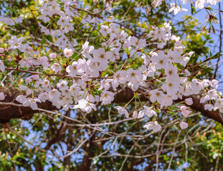 ソメイヨシノ桜5ー8