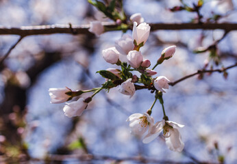 ソメイヨシノ桜5ー5