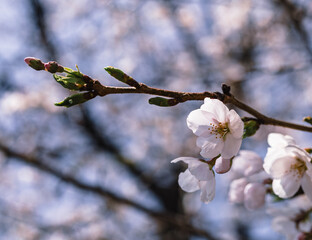 ソメイヨシノ桜5ー6