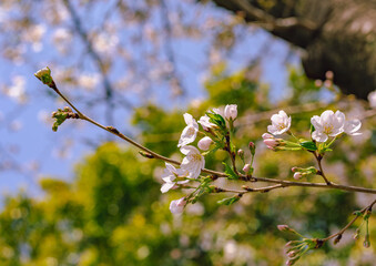 ソメイヨシノ桜5ー4