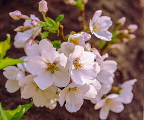 ソメイヨシノ桜5ー2