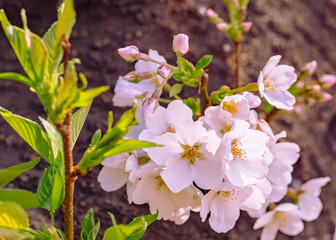 ソメイヨシノ桜5ー3