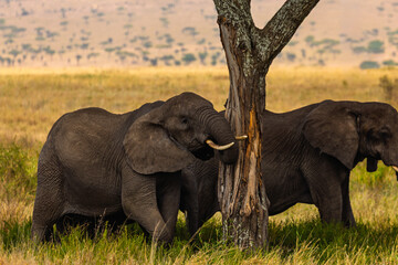 Serengeti National Park, Tanzania: Elephants Seek Shade Under an Acacia Tree