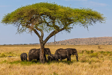 Naklejka premium Serengeti National Park, Tanzania: Elephant Family Sheltering Under an Acacia Tree in the Savanna
