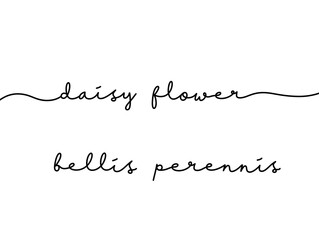 Elegant Handwritten Text of Daisy Flower and Bellis Perennis