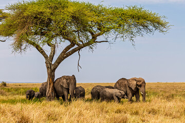 Naklejka premium Serengeti National Park, Tanzania: Elephant Family Resting in the Shade of an Acacia Tree on the African Savanna
