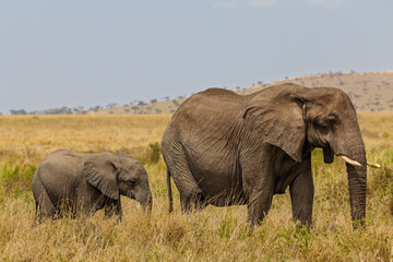 Fototapeta premium Serengeti National Park, Tanzania: Mother and Calf Elephant in the Golden Grasslands