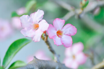 Adenium obesum , Desert rose or Mock Azalea or bignonia or Impala lily or APOCYNACEAE or pink Adenium