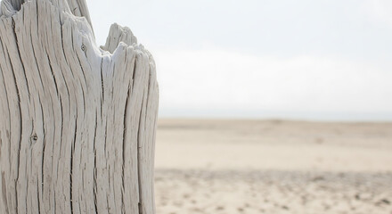 Weathered Wood on Sandy Beach - Coastal Serenity