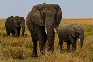 Obraz premium Serengeti National Park, Tanzania: African Elephant Family on the Savanna