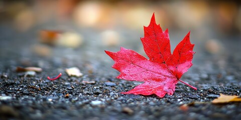 A single red maple leaf on a wet asphalt surface, with blurred autumn leaves in the background.