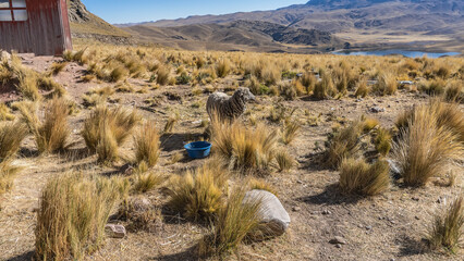 Alpine pasture. Tufts of yellowed Pampas grass on dry soil. A sheep stands by a basin of water....