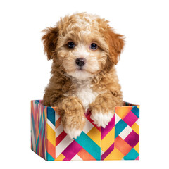 Adorable fluffy brown and white puppy peeking out of a colorful patterned box isolated on transparent background
