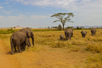 Serengeti National Park, Tanzania: An Elephant Family's Journey Across the Golden Savanna