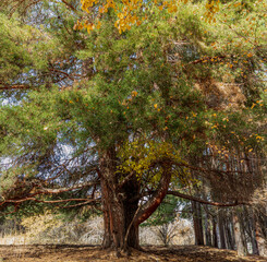 Kazachstan landcapes, traktor made in USSR, autumn colors.