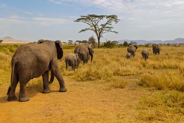 Serengeti National Park, Tanzania: Elephant Herd Grazing in the Savanna.