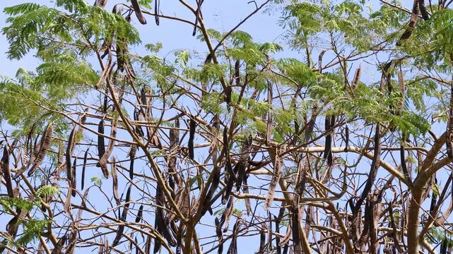 Wind Blowing Through Monkey Pod Tree Branches and Seed Pods