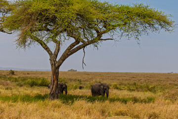 Fototapeta premium Serengeti National Park, Tanzania: African Elephants Seek Shade Under an Acacia Tree on the Savanna