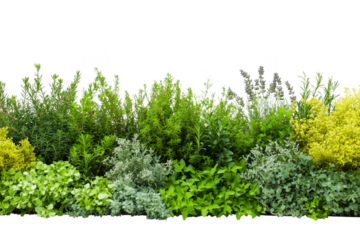 Lush green and yellow foliage border isolated on a transparent background