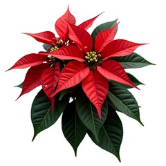 Poinsettia plant, isolated object, Transparent Background festive, element, flower, christmas flower, plant, christmas, red