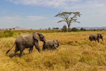 Fototapeta premium Serengeti National Park, Tanzania: An African Elephant Family Grazing in the Golden Savanna.