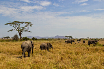 Fototapeta premium Serengeti National Park, Tanzania: An Elephant Herd Grazing on the African Savanna.