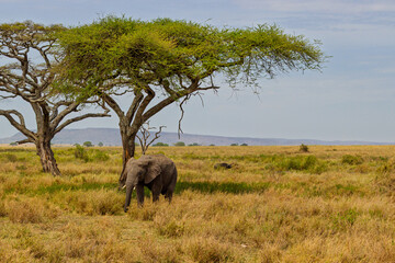 Naklejka premium Serengeti National Park, Tanzania: African Elephant Grazing in the Golden Savanna