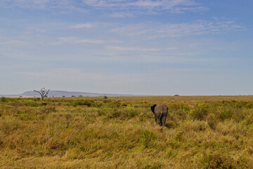 Serengeti National Park, Tanzania: Lone Elephant on the African Savanna