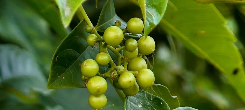 Lasoda &ndash; The Sticky Fruit Wonder