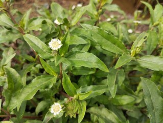 False daisy flowers (Eclipta alba) in outdoor garden. Close up view 