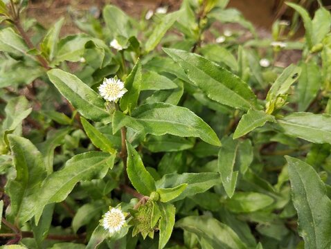 False daisy flowers (Eclipta alba) in outdoor garden. Close up view 