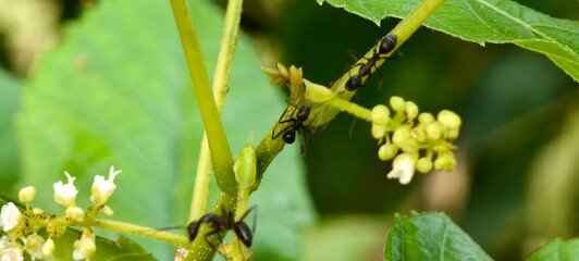 Allophylus and The Hidden Healing Herb