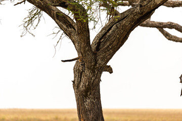 Serengeti National Park, Tanzania. A leopard cub peeks from behind an acacia tree.