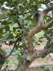 Detailed close-up of a guava tree trunk and branches, showcasing its smooth, mottled, and exfoliating bark texture. Perfect for natural texture, botany, or organic background concepts.