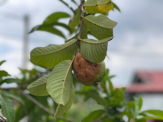Close-up of a guava fruit beginning to ripen, featuring slight discoloration and detailed leaf texture. Ideal for agriculture, tropical fruit, or natural growth concepts.