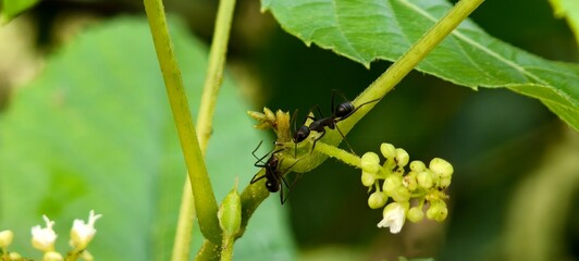 Allophylus and The Hidden Healing Herb