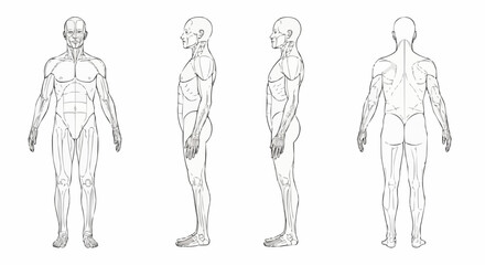 Human Anatomy Illustration - Detailed Muscular System Depiction from Multiple Angles.