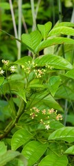 Allophylus and The Hidden Healing Herb