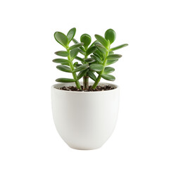 Fototapeta premium Green succulent plant in a white pot isolated on transparent background