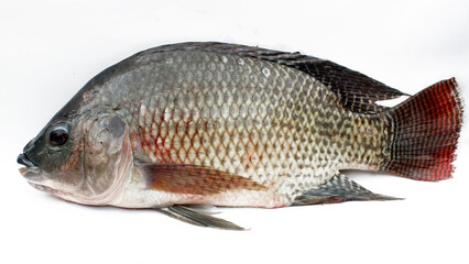 fish on a white background