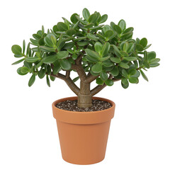 Crassula ovata jade plant in terracotta pot isolated on transparent background