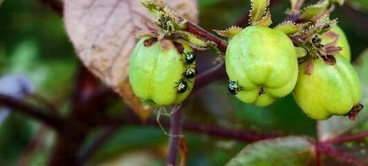 Jatropha curcas and The Miracle Biodiesel Plant