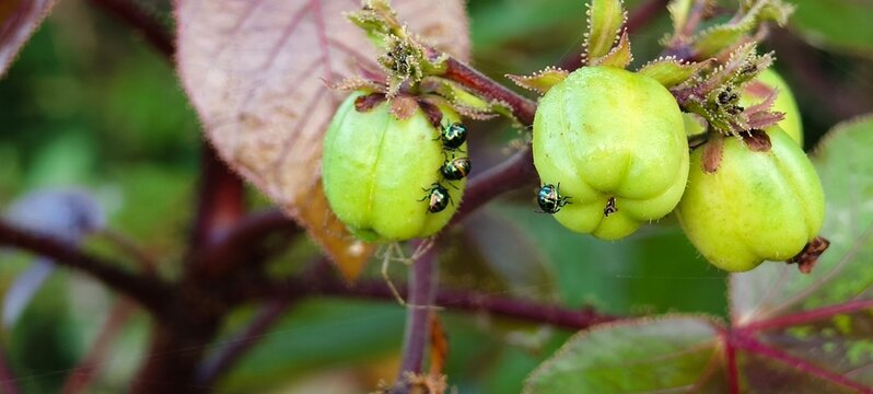 Jatropha curcas and The Miracle Biodiesel Plant